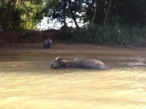 水牛も水浴び