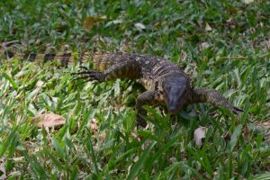 公園内を悠々と歩く大トカゲ