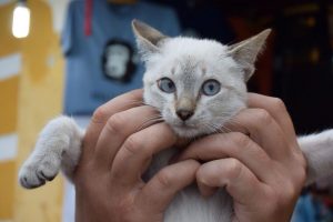 きれいな目の色をした子猫