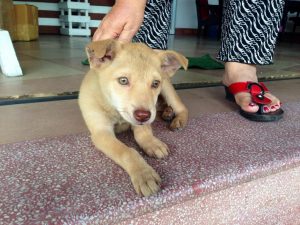 GH近くの旅行代理店の子犬