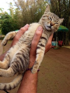 売店にいた子猫。マッサージをすると気持ち良さそうにしていた