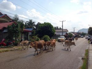 道路を牛が悠々と歩く