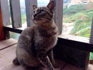 妊娠中の人懐こいお母さん猫