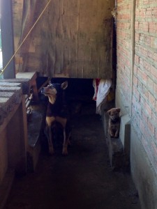 みやげ物屋さんの犬の親子