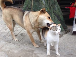 猫のノミ取りをするわんこ。犬と猫でも仲良し