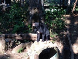 保護施設のツキノワグマ