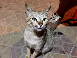 夕食を食べていると遊びに来た人懐こいにゃんこ