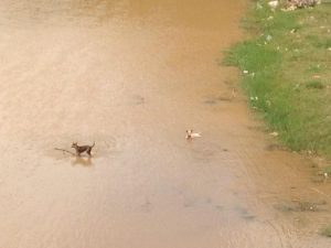 暑すぎて犬も水浴び