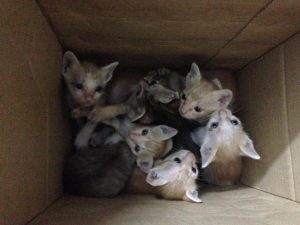 民家で飼われている子猫7匹。お持ち帰り用にわざわざダンボール箱に入れてくれた