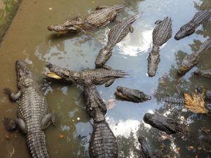 ワニ園。ワニ釣りができる