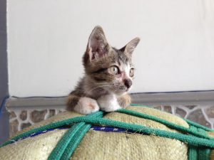 最初は逃げ腰だったがチェックアウトするころにはすっかり仲良しになったホテルの子猫