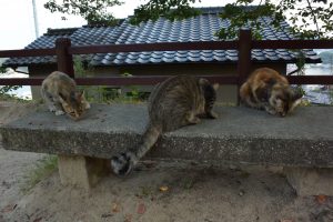 千光寺公園には猫がいっぱい