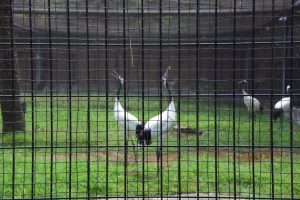 後楽園内で飼育されているタンチョウ