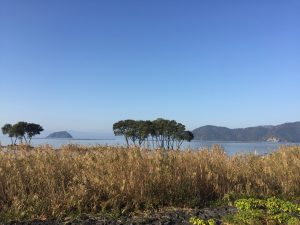 琵琶湖のほとり。白鳥やカモなど渡り鳥がいっぱい