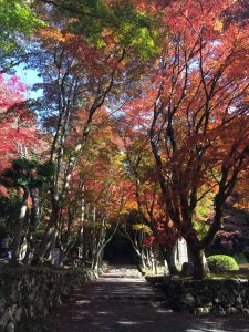 鶏足寺の有名な参道。見頃には参道がモミジで真っ赤になるそう