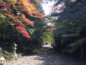 胡宮神社の参道。こちらも見頃にはまだ早い