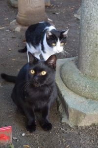 神社に住みついている地域猫。みんな人懐っこい