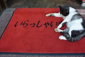 猫がお迎え？