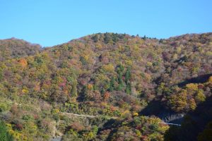 伊吹山の下あたり。色づき始めといったところ